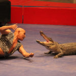 Tahar Douis Performing with alligator.