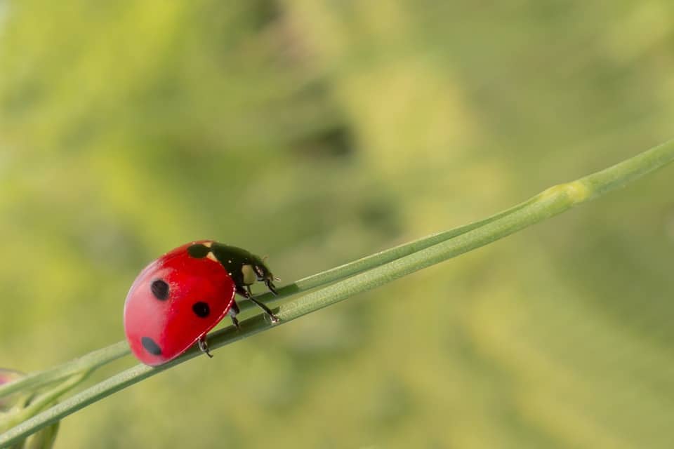 Ladybug on stick.