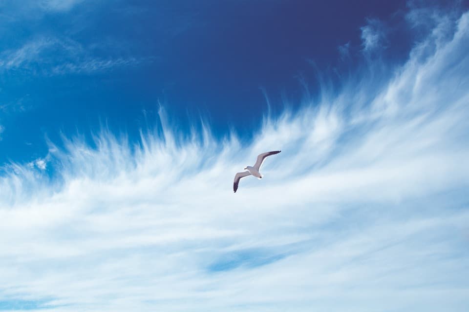 Seagull flying against blue sky with wispy clouds.