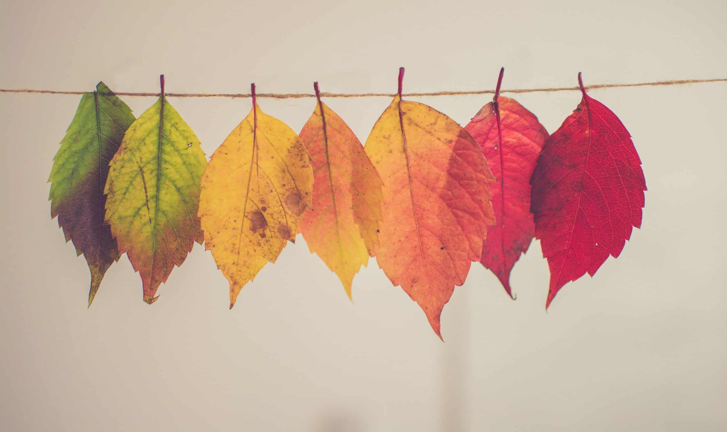 colorful leaves hanging on string