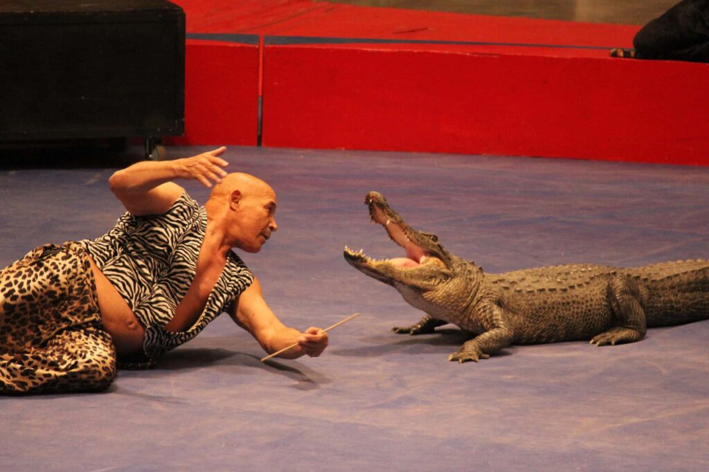 Tahar Douis Performing with alligator.