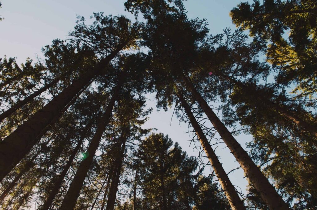 looking up at trees