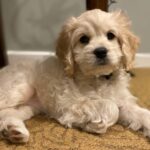 Norma the dog